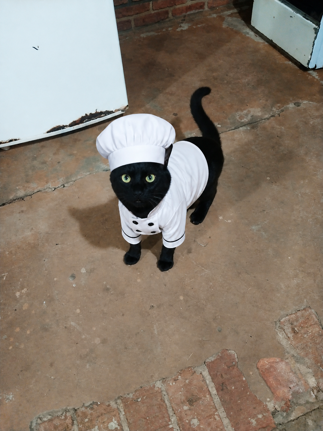 Foto do Nutricionista
